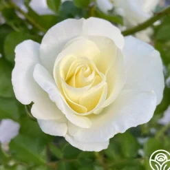 Heirloom Roses St. John™ Clearance