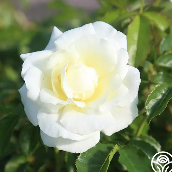 Heirloom Roses St. John™ Clearance