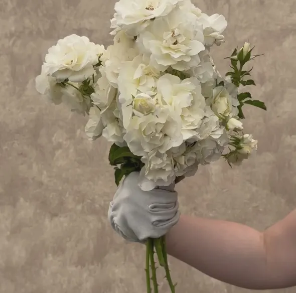 Heirloom Roses St. John™ Clearance