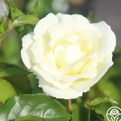 Heirloom Roses St. John™ Clearance