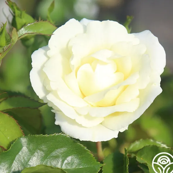 Heirloom Roses St. John™ Clearance