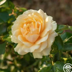 Heirloom Roses St. Tropez New