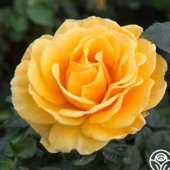 Heirloom Roses St. Tropez New