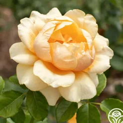Heirloom Roses St. Tropez New
