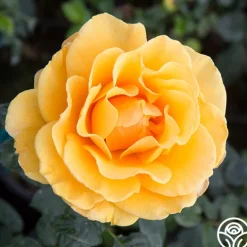Heirloom Roses St. Tropez New