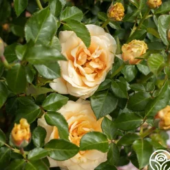 Heirloom Roses St. Tropez New
