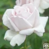 Heirloom Roses Stainless Steel™ Sale
