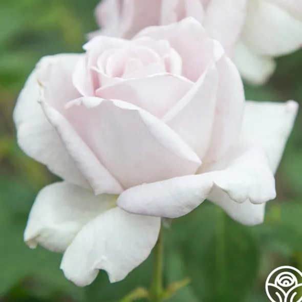 Heirloom Roses Stainless Steel™ Sale