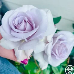 Heirloom Roses Stainless Steel™ Sale