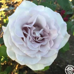 Heirloom Roses Stainless Steel™ Sale