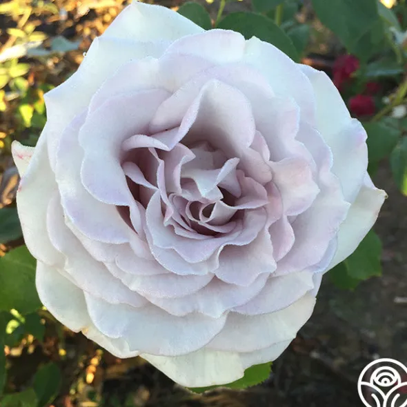 Heirloom Roses Stainless Steel™ Sale