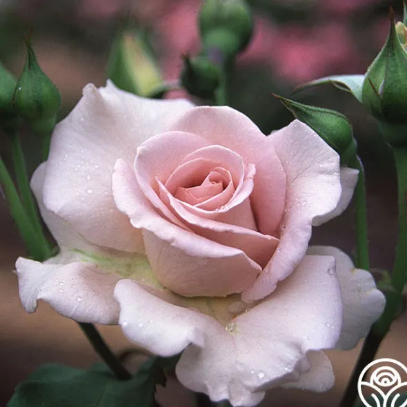 Heirloom Roses Stainless Steel™ Sale