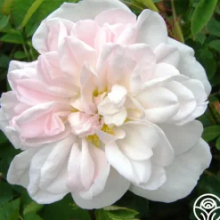 Heirloom Roses Stanwell Perpetual Clearance