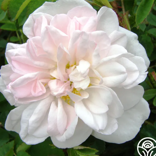 Heirloom Roses Stanwell Perpetual Clearance