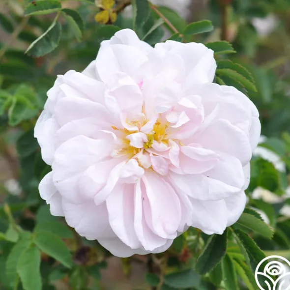 Heirloom Roses Stanwell Perpetual Clearance