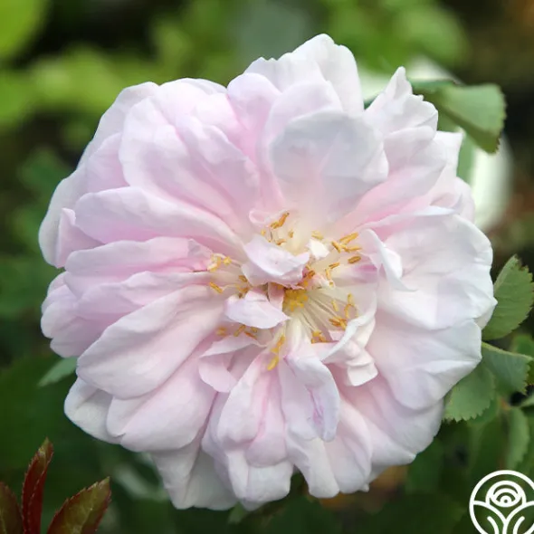 Heirloom Roses Stanwell Perpetual Clearance