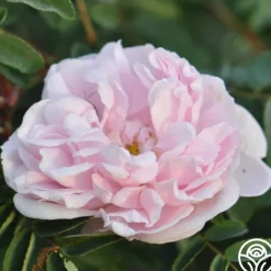 Heirloom Roses Stanwell Perpetual Clearance