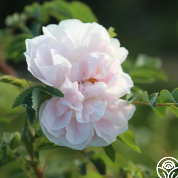 Heirloom Roses Stanwell Perpetual Clearance