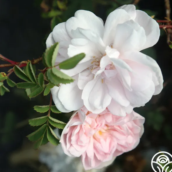 Heirloom Roses Stanwell Perpetual Clearance