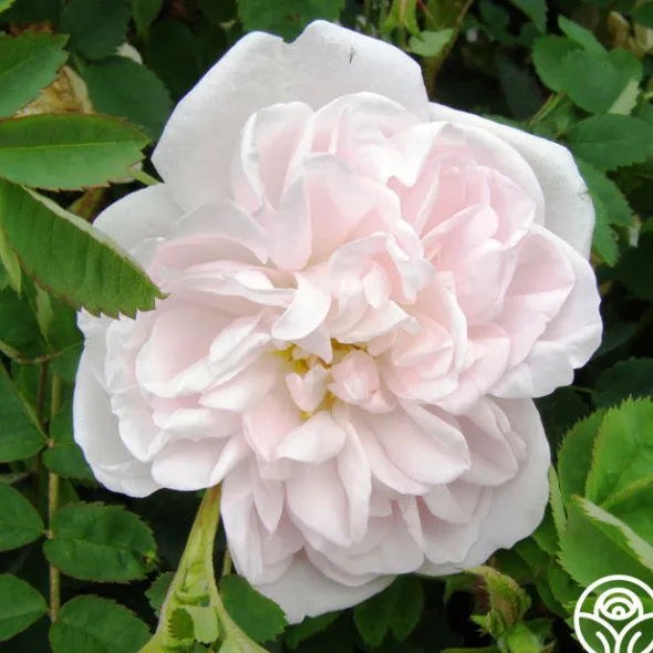 Heirloom Roses Stanwell Perpetual Clearance
