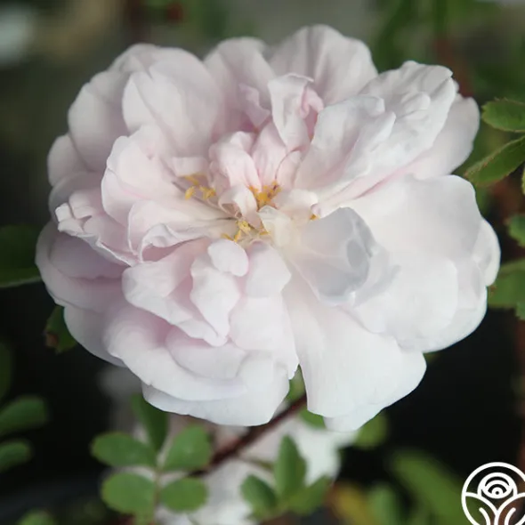 Heirloom Roses Stanwell Perpetual Clearance