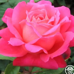 Heirloom Roses Star Of The Nile™ Online