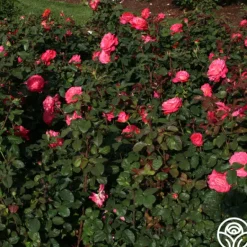 Heirloom Roses Star Of The Nile™ Online