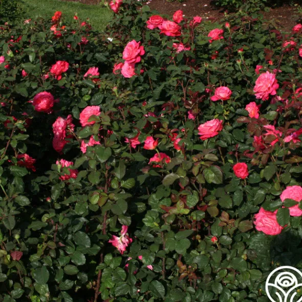 Heirloom Roses Star Of The Nile™ Online