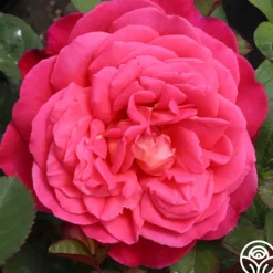 Heirloom Roses Star Of The Nile™ Online