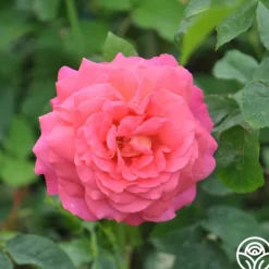 Heirloom Roses Star Of The Nile™ Online