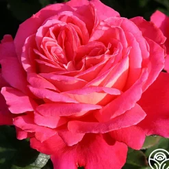 Heirloom Roses Star Of The Nile™ Online