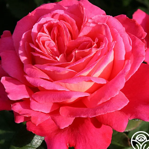 Heirloom Roses Star Of The Nile™ Online
