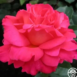 Heirloom Roses Star Of The Nile™ Online