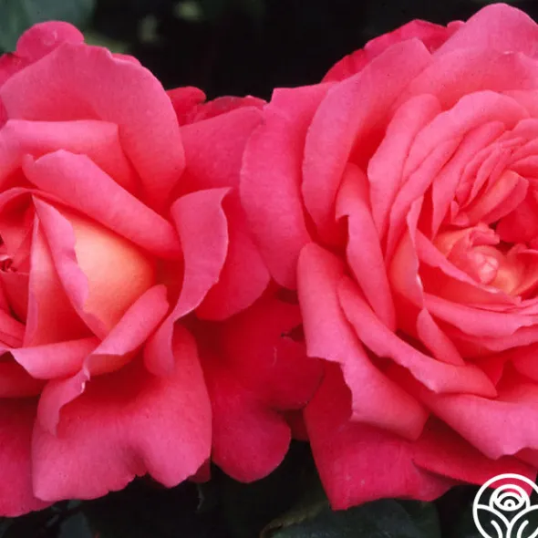 Heirloom Roses Star Of The Nile™ Online