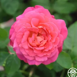 Heirloom Roses Star Of The Nile™ Online