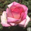 Heirloom Roses Star-Crossed Lovers™