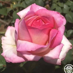 Heirloom Roses Star-Crossed Lovers™