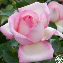 Heirloom Roses Star-Crossed Lovers™