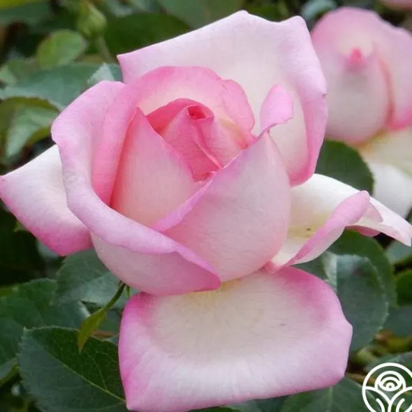 Heirloom Roses Star-Crossed Lovers™