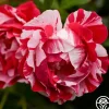 Heirloom Roses Stars 'n' Stripes Forever™ Best
