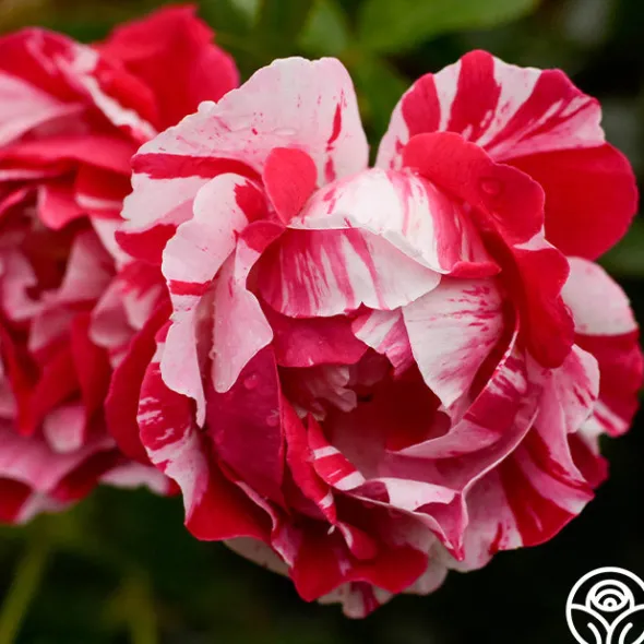 Heirloom Roses Stars 'n' Stripes Forever™ Best