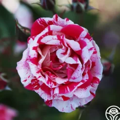 Heirloom Roses Stars 'n' Stripes Forever™ Best