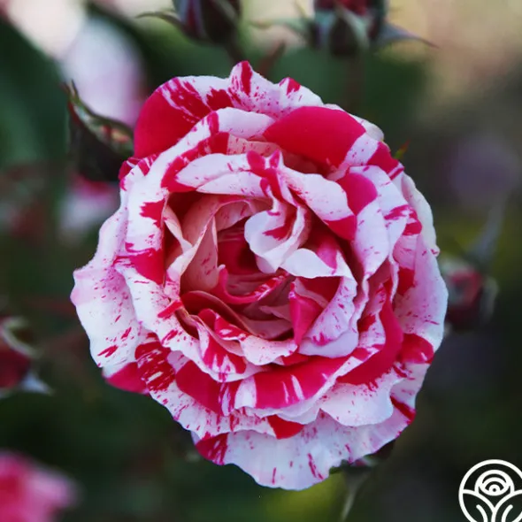 Heirloom Roses Stars 'n' Stripes Forever™ Best