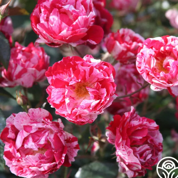 Heirloom Roses Stars 'n' Stripes Forever™ Best