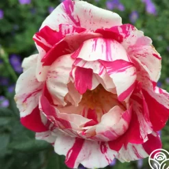 Heirloom Roses Stars 'n' Stripes Forever™ Best