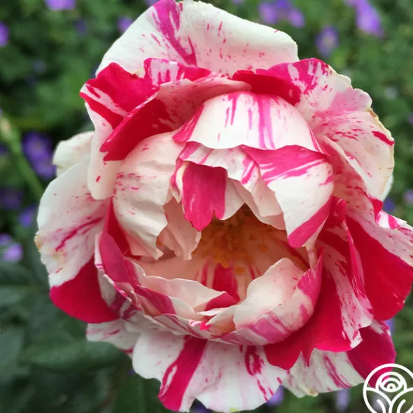 Heirloom Roses Stars 'n' Stripes Forever™ Best