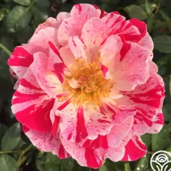 Heirloom Roses Stars 'n' Stripes Forever™ Best
