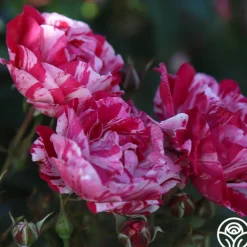 Heirloom Roses Stars 'n' Stripes Forever™ Best
