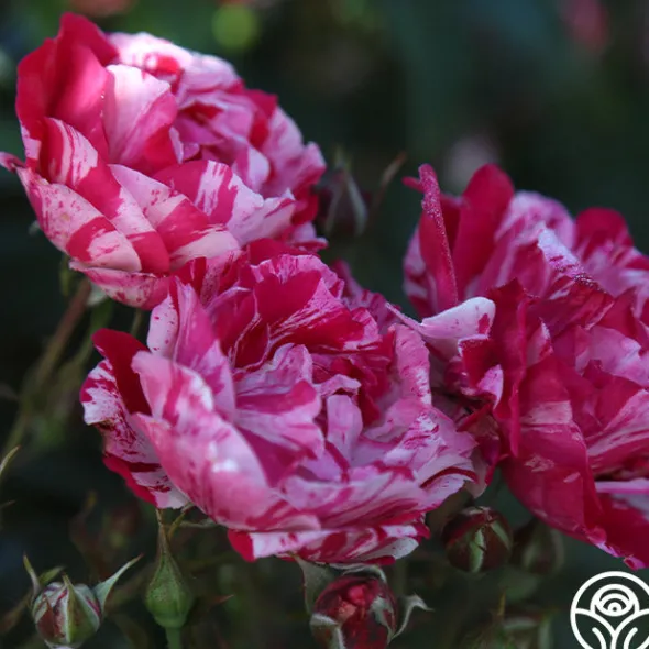 Heirloom Roses Stars 'n' Stripes Forever™ Best