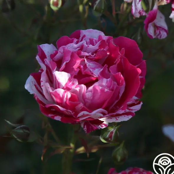 Heirloom Roses Stars 'n' Stripes Forever™ Best